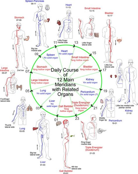 Daily course of the 12 meridians